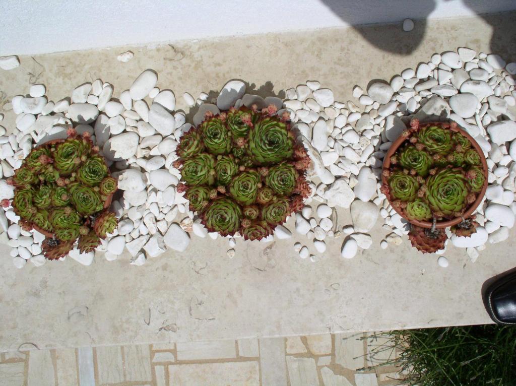 Apartments Paloma Blanca Medulin Bilik gambar
